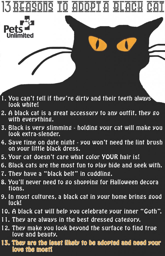 Adopt a Black Cat!